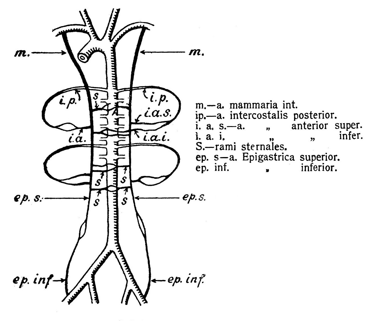 артерии образуют в каждом межреберье артериальную дугу