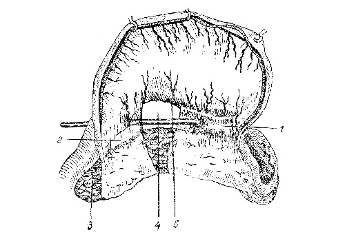Поджелудочная железа - pancreas