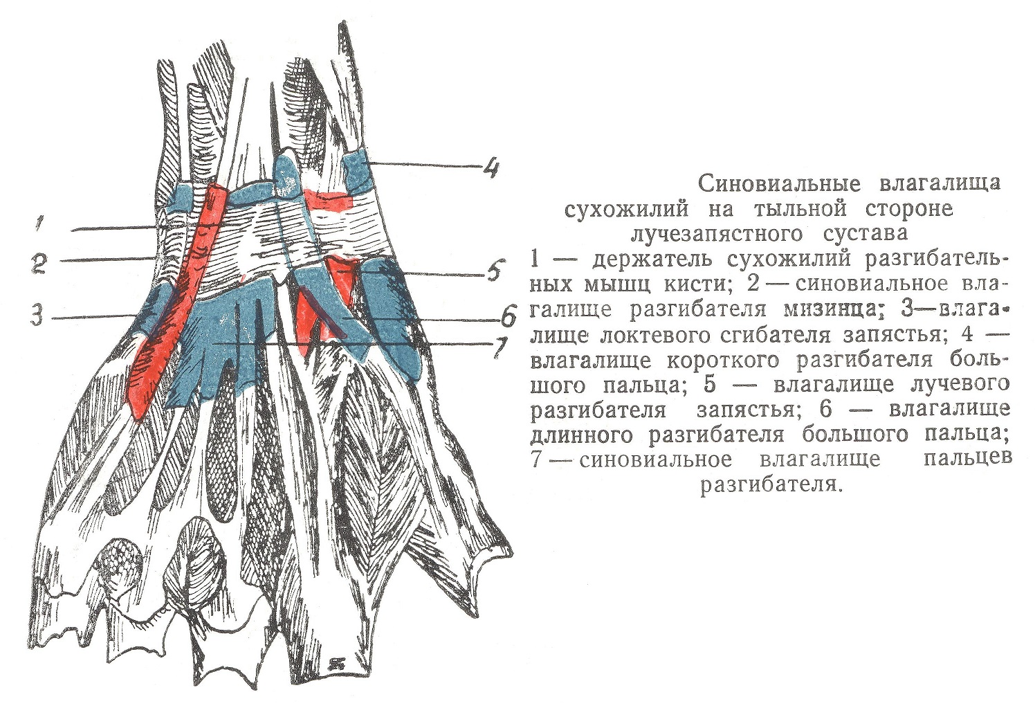 Синовиальные влагалища сухожилий на тыльной стороне лучезапястного сустава