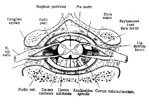 Позвоночный канал — Canalis vertebralis