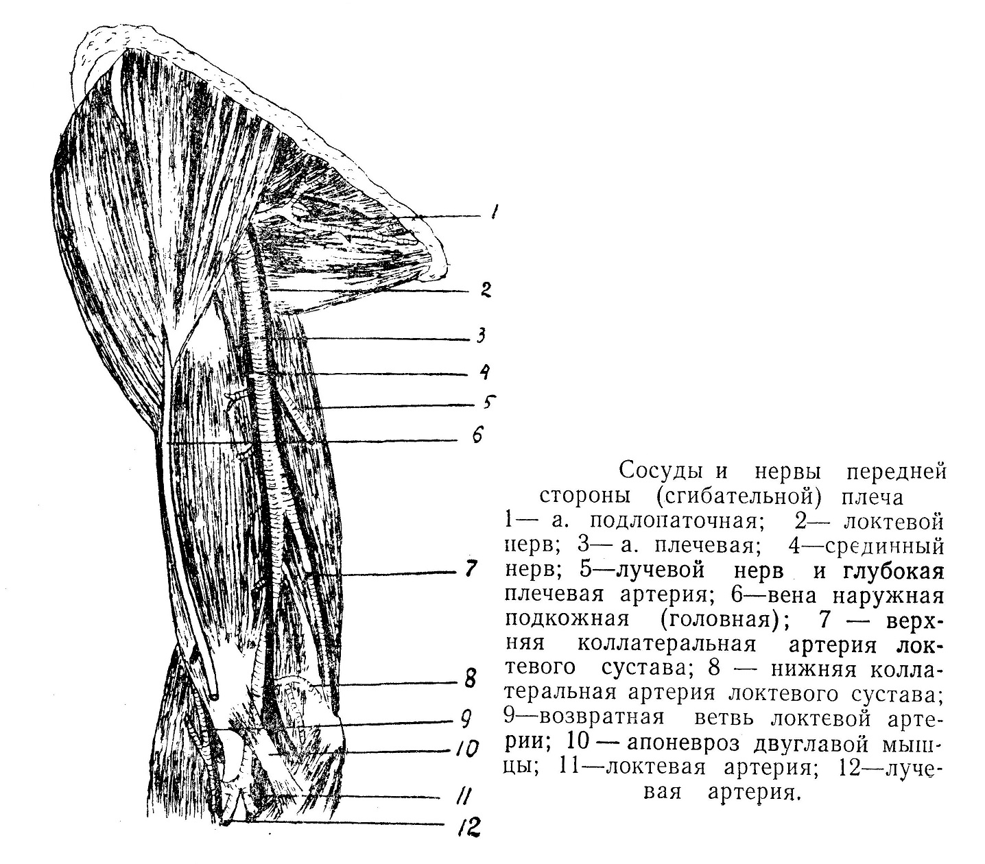 Сосуды и нервы передней стороны (сгибательной) плеча 