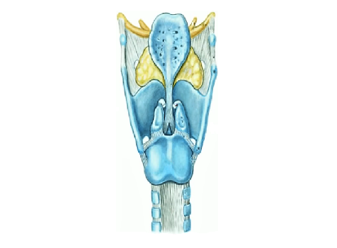 Гортань — Larynx