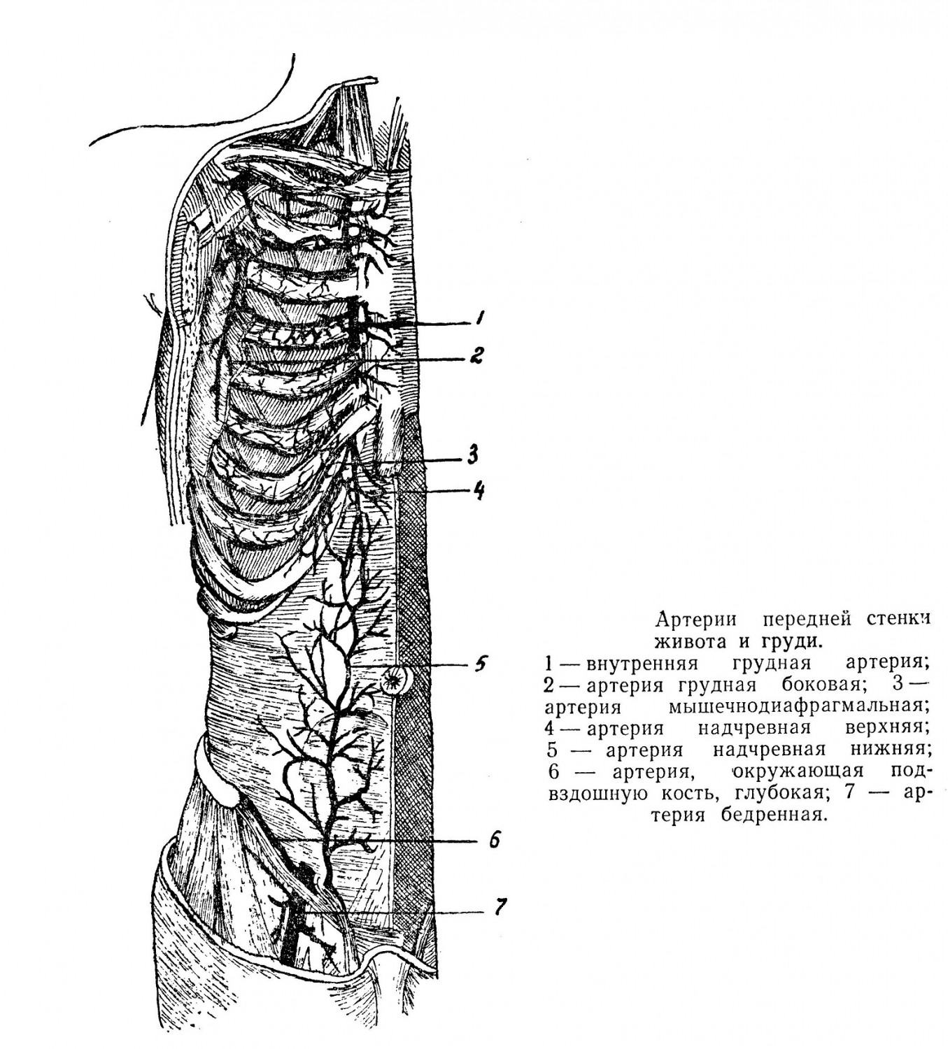 Артерии передней стенки живота и груди