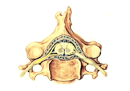 Сосуды спинного мозга и позвоночника