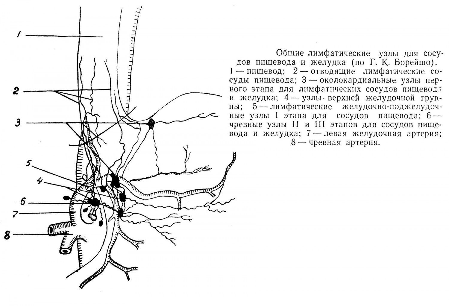 Артерии пищевода. Лимфатические узлы пищевода. Лимфатические узлы и сосуды пищевода. Строение лимфоузла.