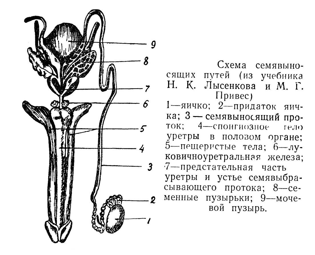 Схема семявыносящих путей (из учебника Н. К. Лысенкова и М. Г. Привес)