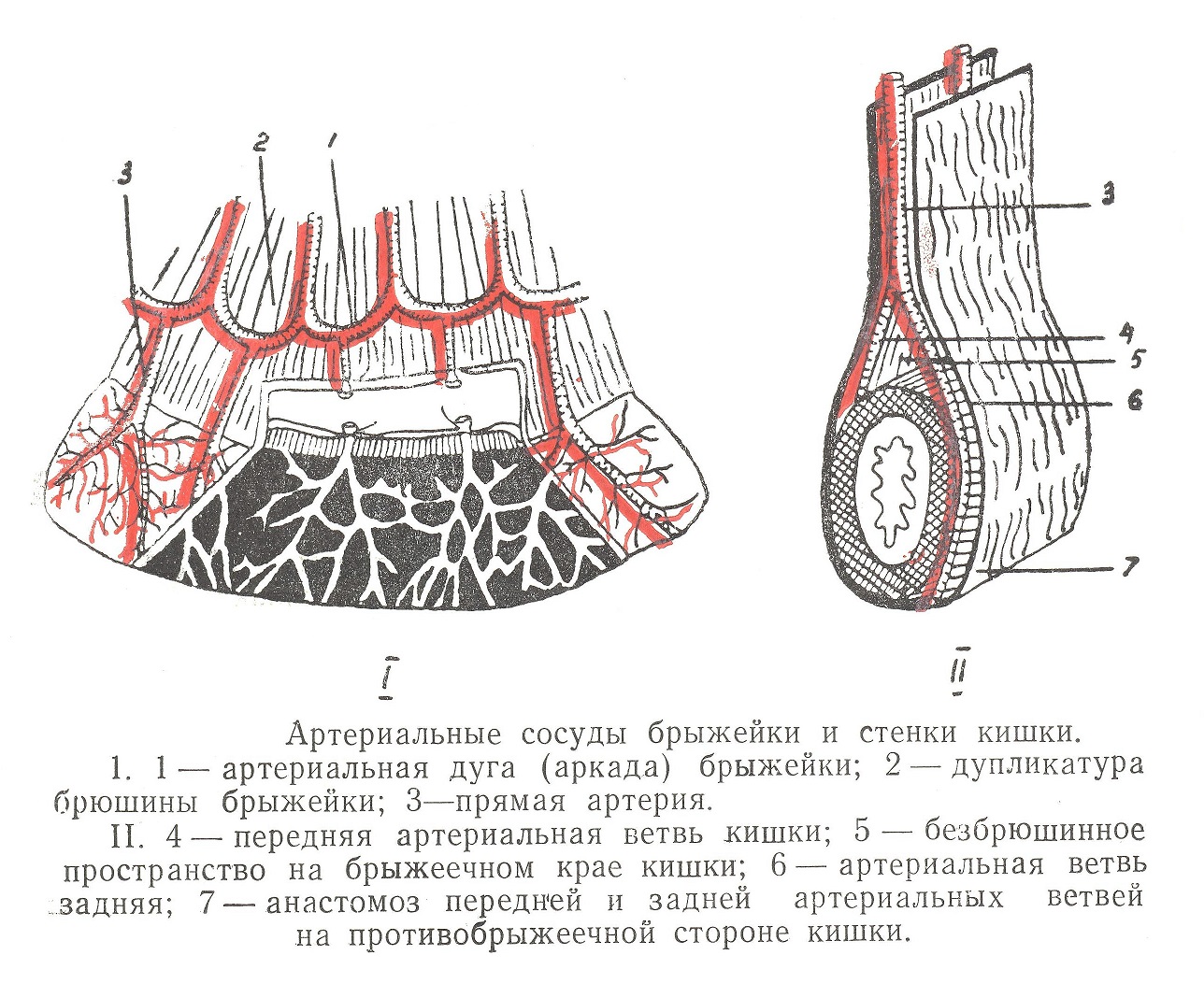 Артериальные сосуды брыжейки и стенок кишки