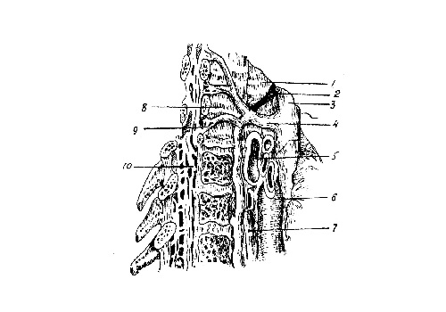 Позвоночный канал - canalis vertebralis