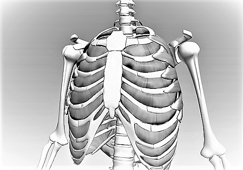 Передняя область груди — Regio pectoralis anterior
