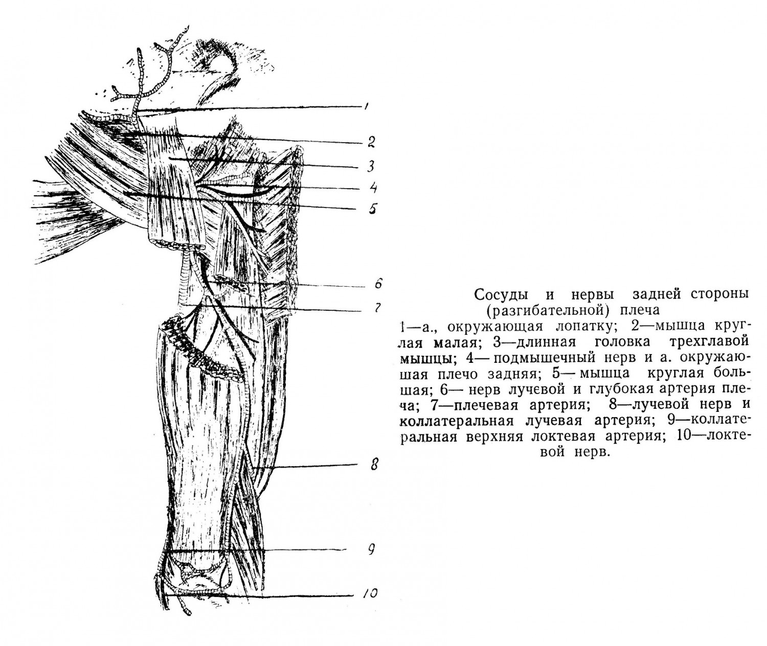 Сосуды и нервы задней стороны (разгибательной) плеча