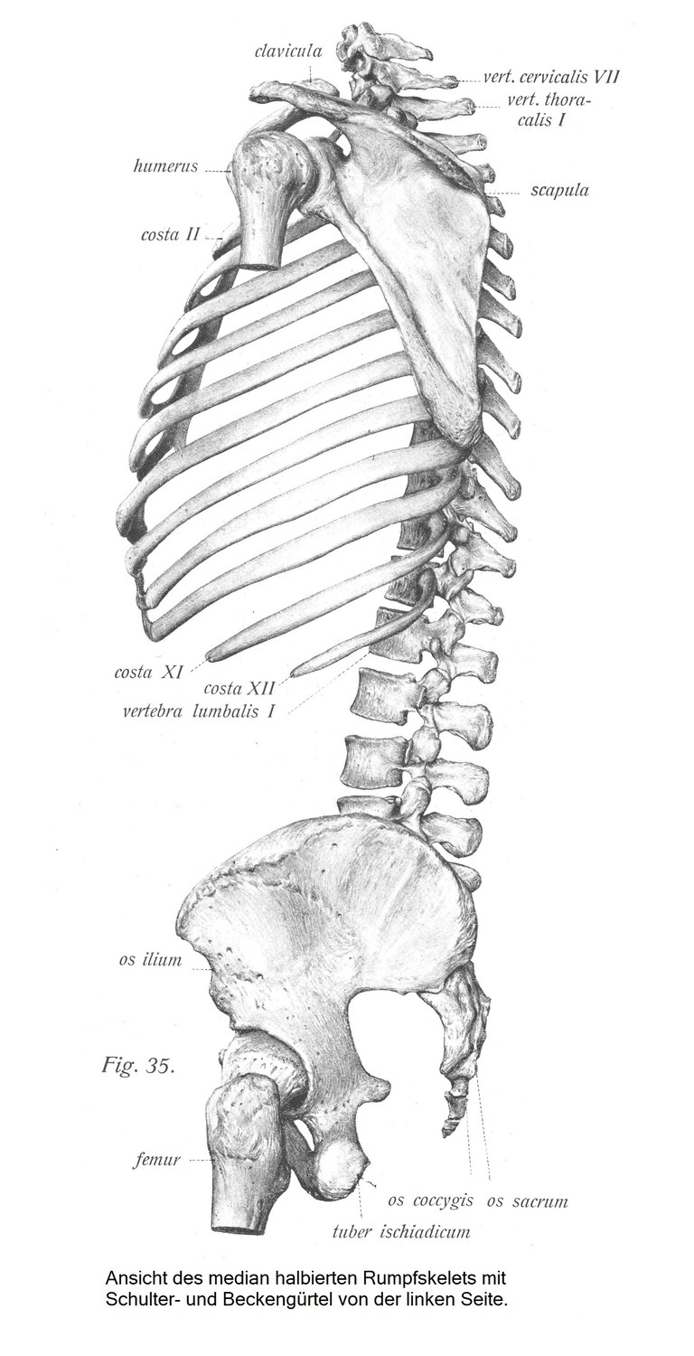 Вид срединного скелета туловища с плечевым и тазовым поясами с левой стороны
