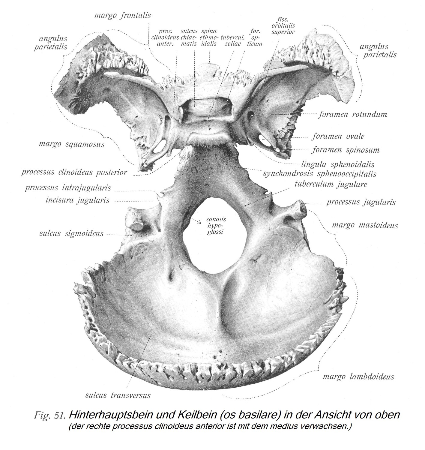 Затылочная кость и клиновидная кость (os basilare), вид сверху