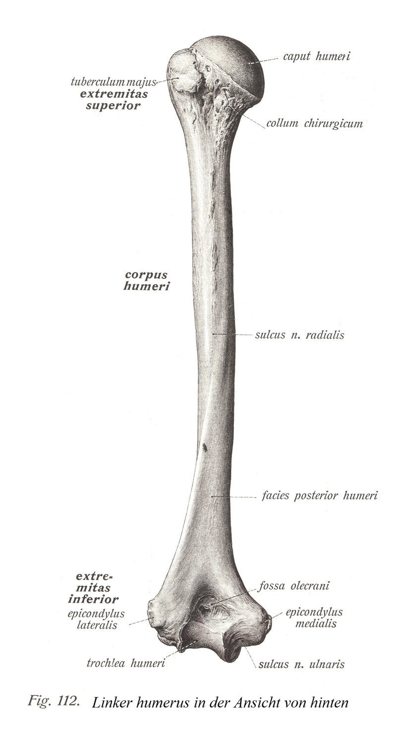 Левая плечевая кость в проекции сзади