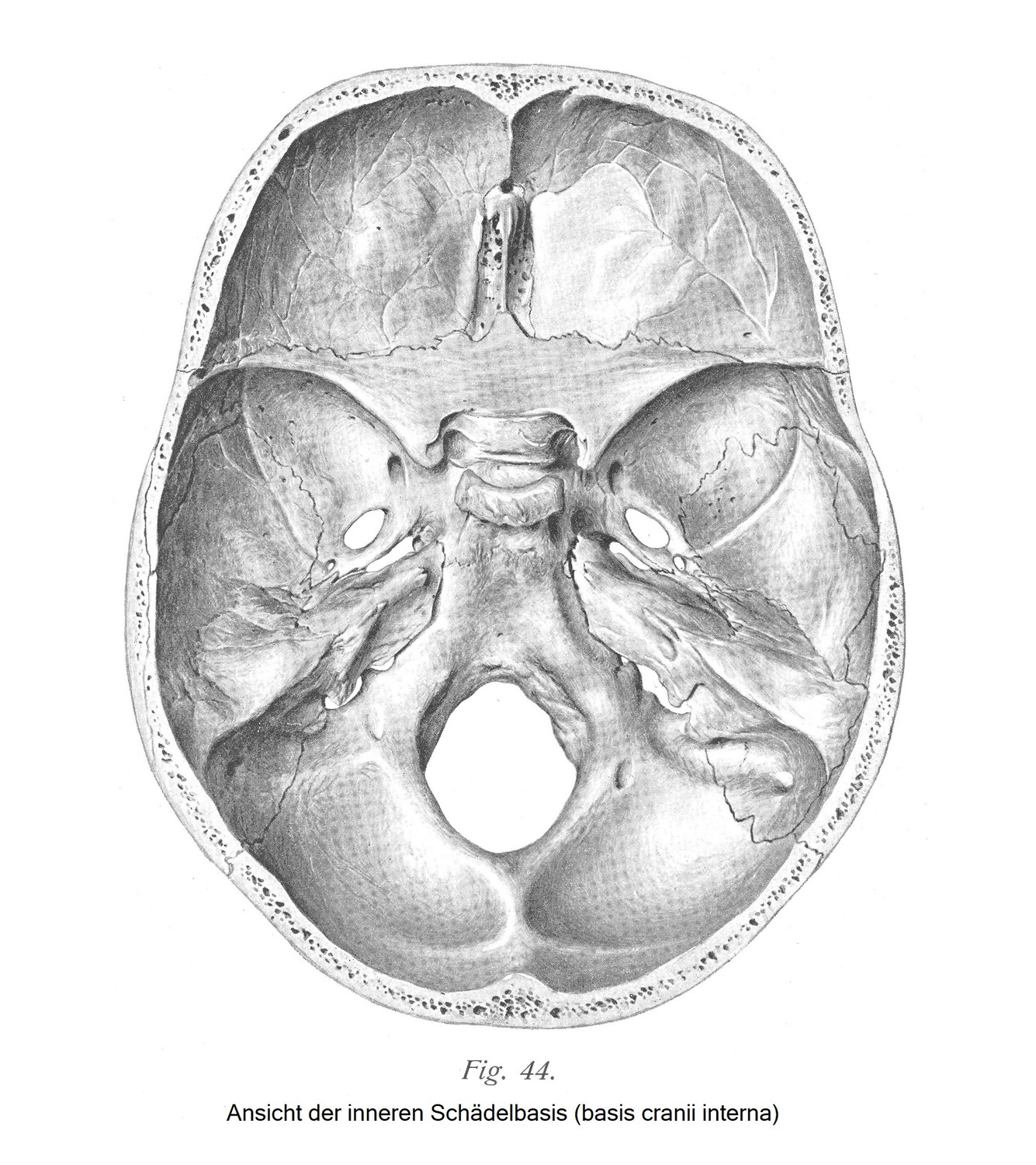 Ansicht der inneren Schädelbasis (basis cranii interna)