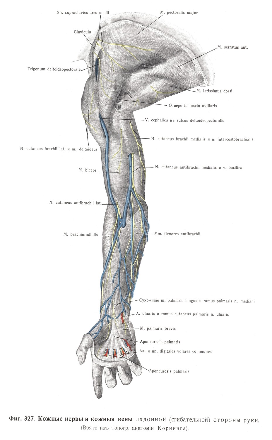 Кожные нервы и кожные вены ладонной (сгибательной) стороны руки