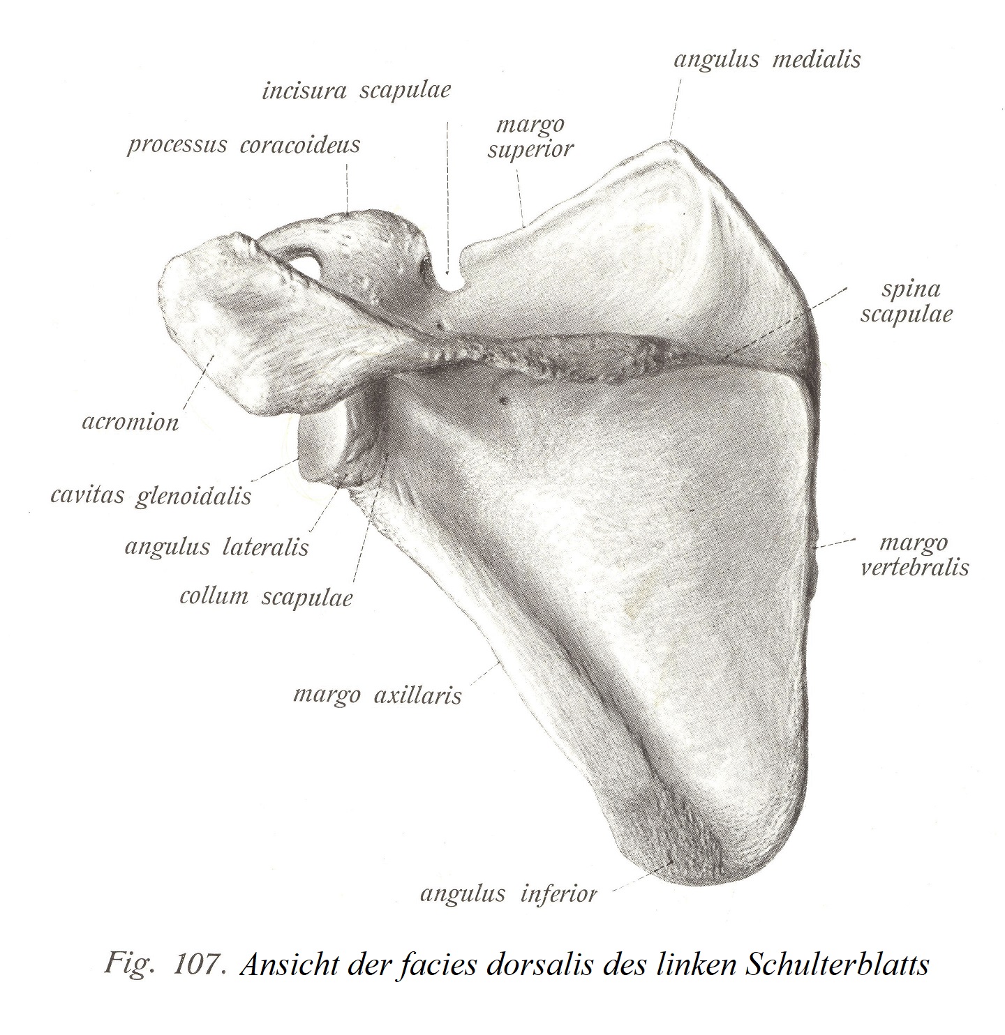 Вид facies dorsalis левой лопатки