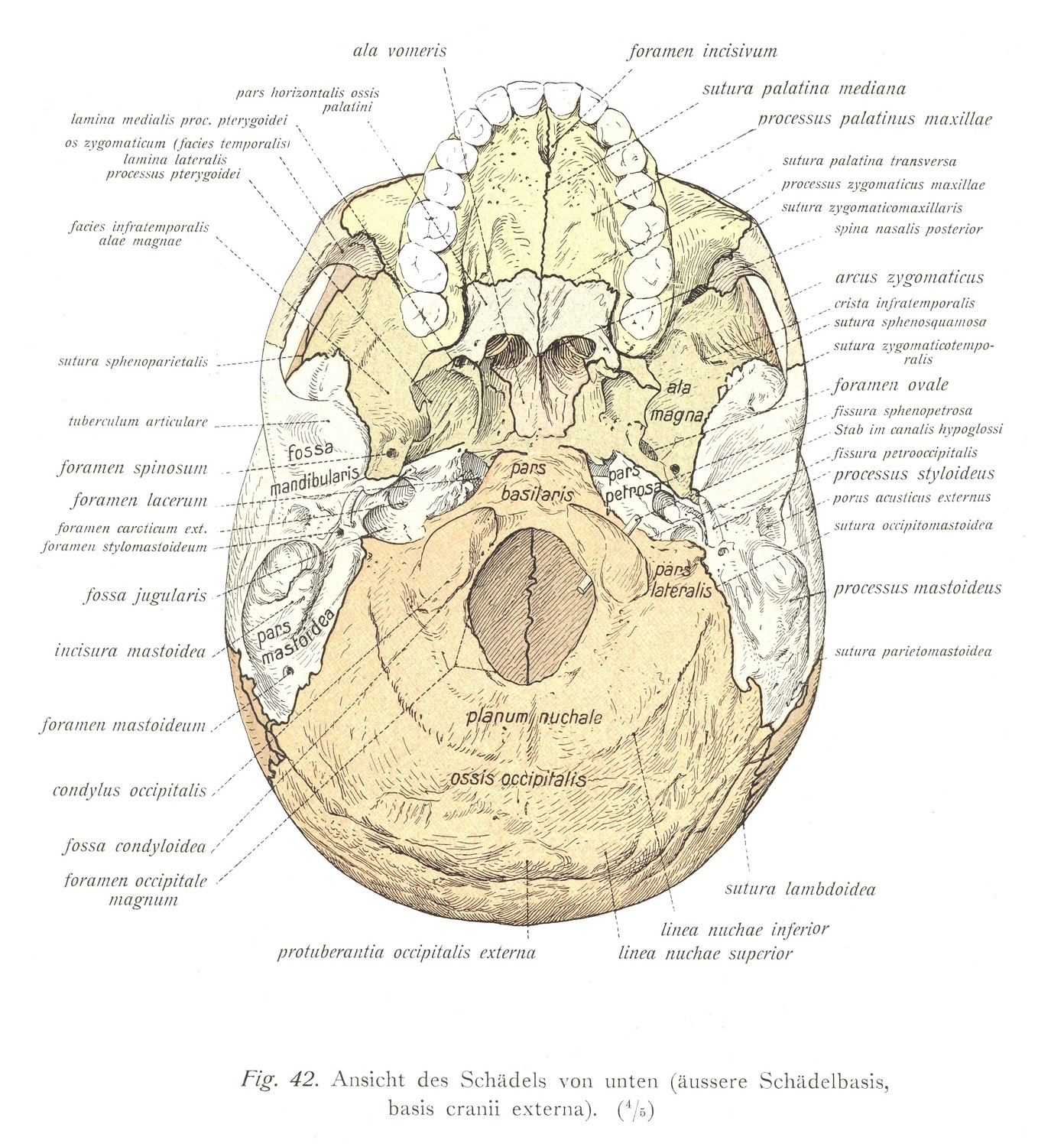 Вид черепа снизу (внешнее основание черепа, основание наружного черепа).