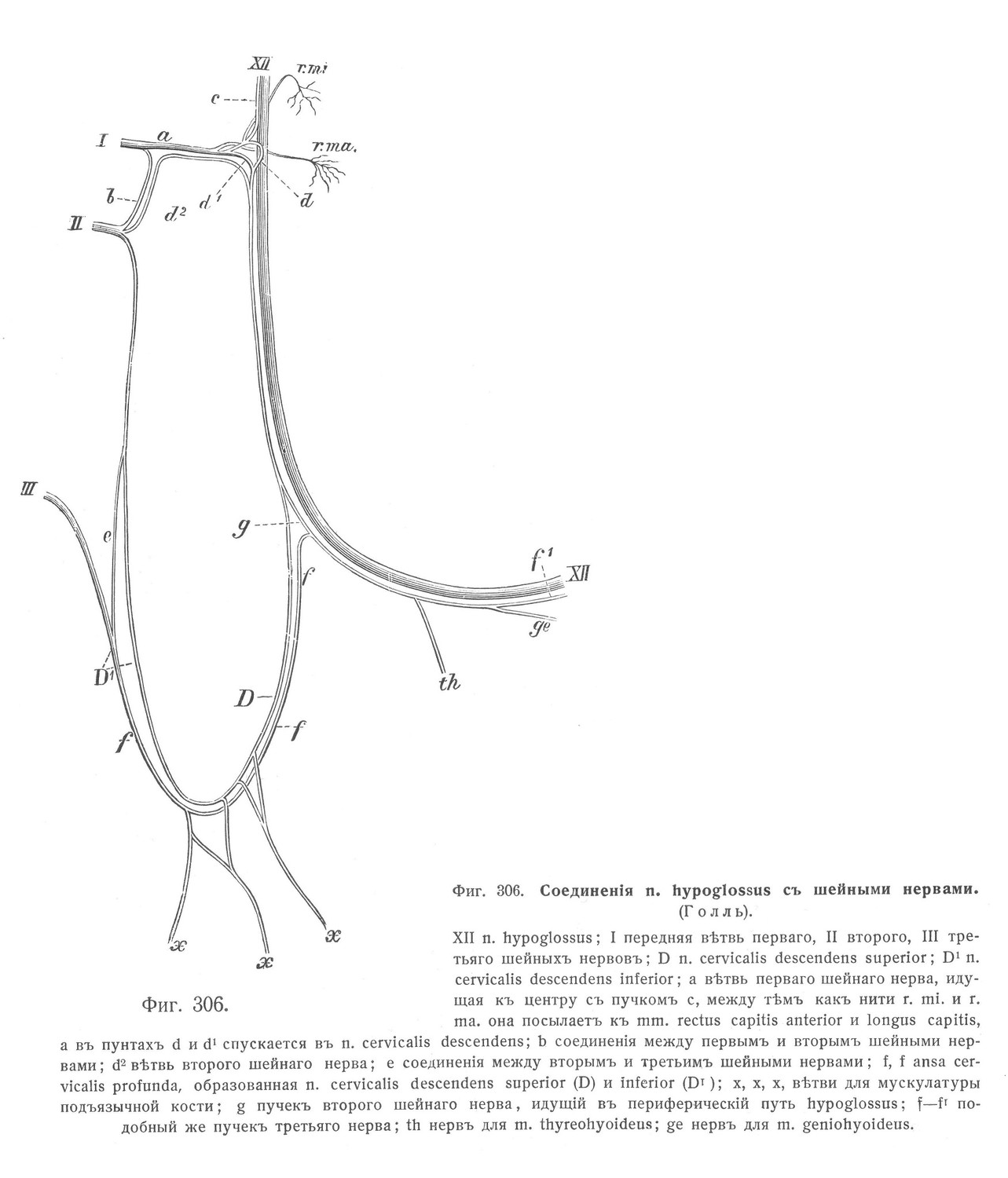 Соединения n. hypoglossus с шейными нервами.