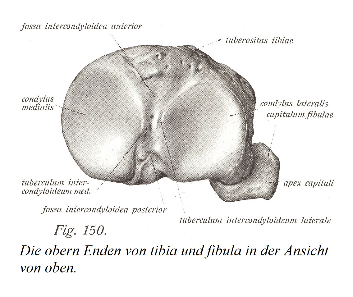 Верхние концы большеберцовой и малоберцовой костей видны сверху.