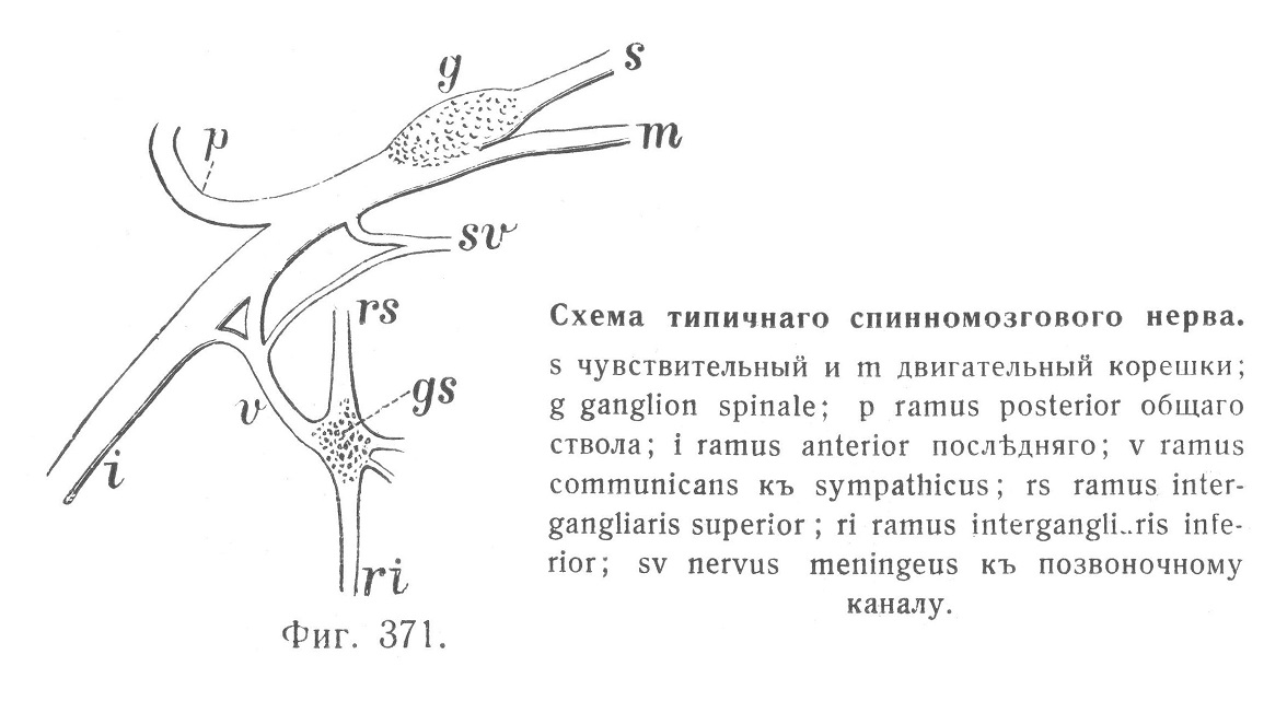 Схема типичного спинномозгового нерва.