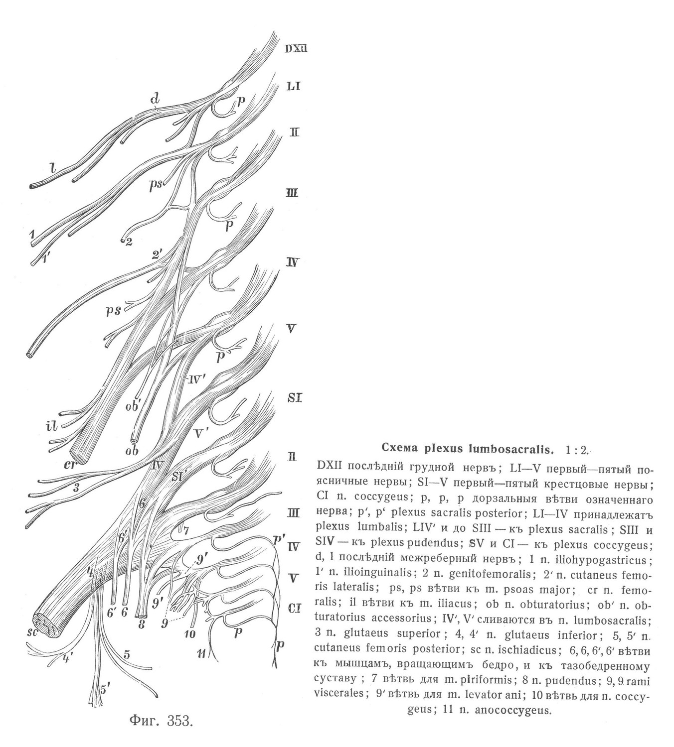 Схема plexus lumbosacralis
