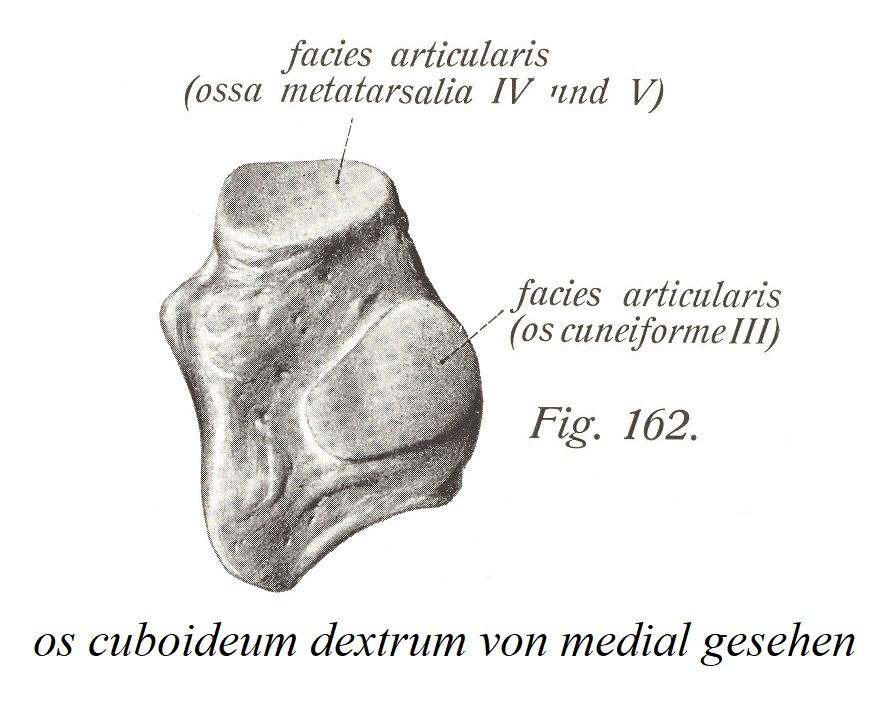 os cuboideum dextrum при осмотре медиально
