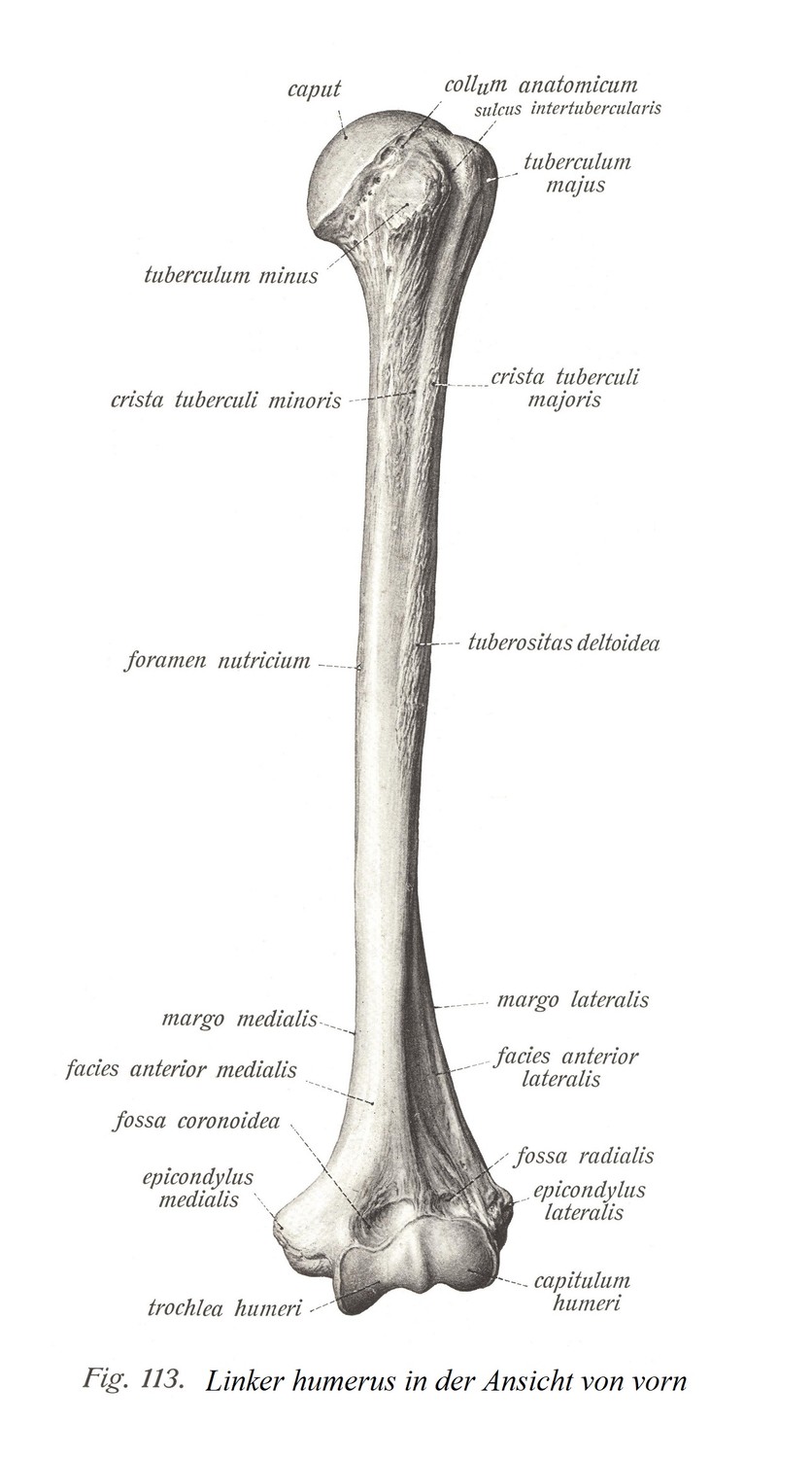 Левая плечевая кость спереди