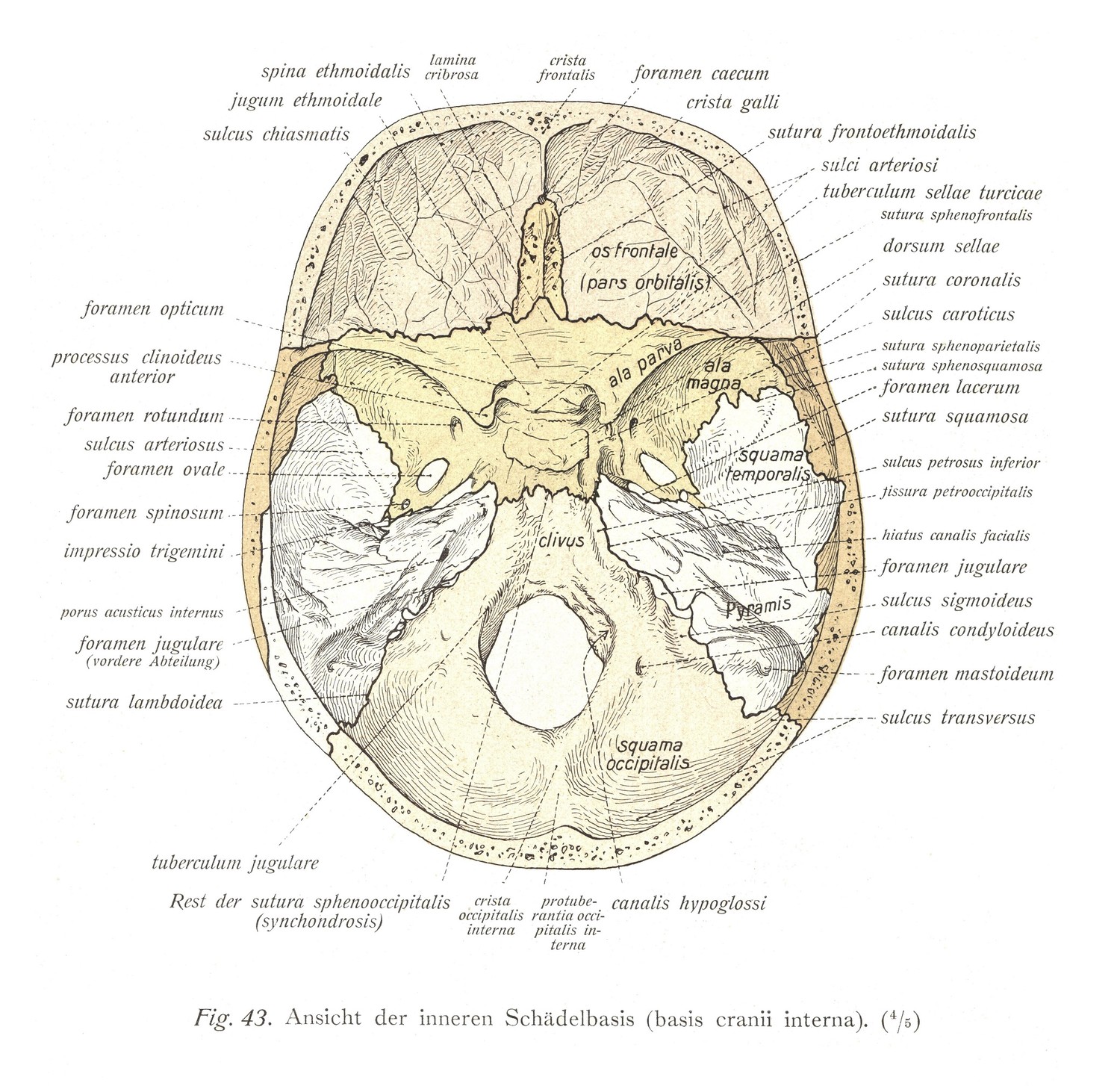 Вид внутреннего основания черепа (basis cranii interna)