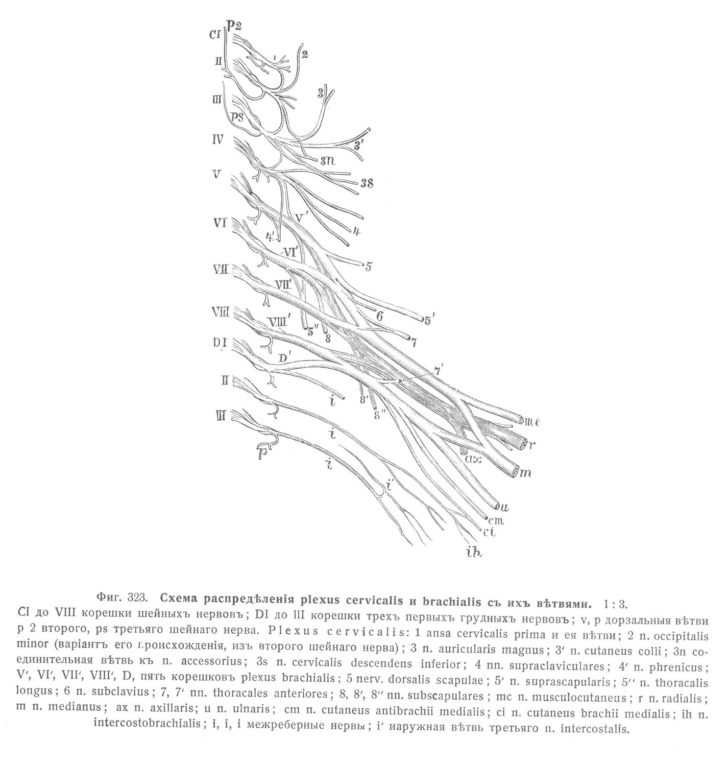 Схема распредѣленія plexus cervicalis и brachialis съ ихъ вѣтвями