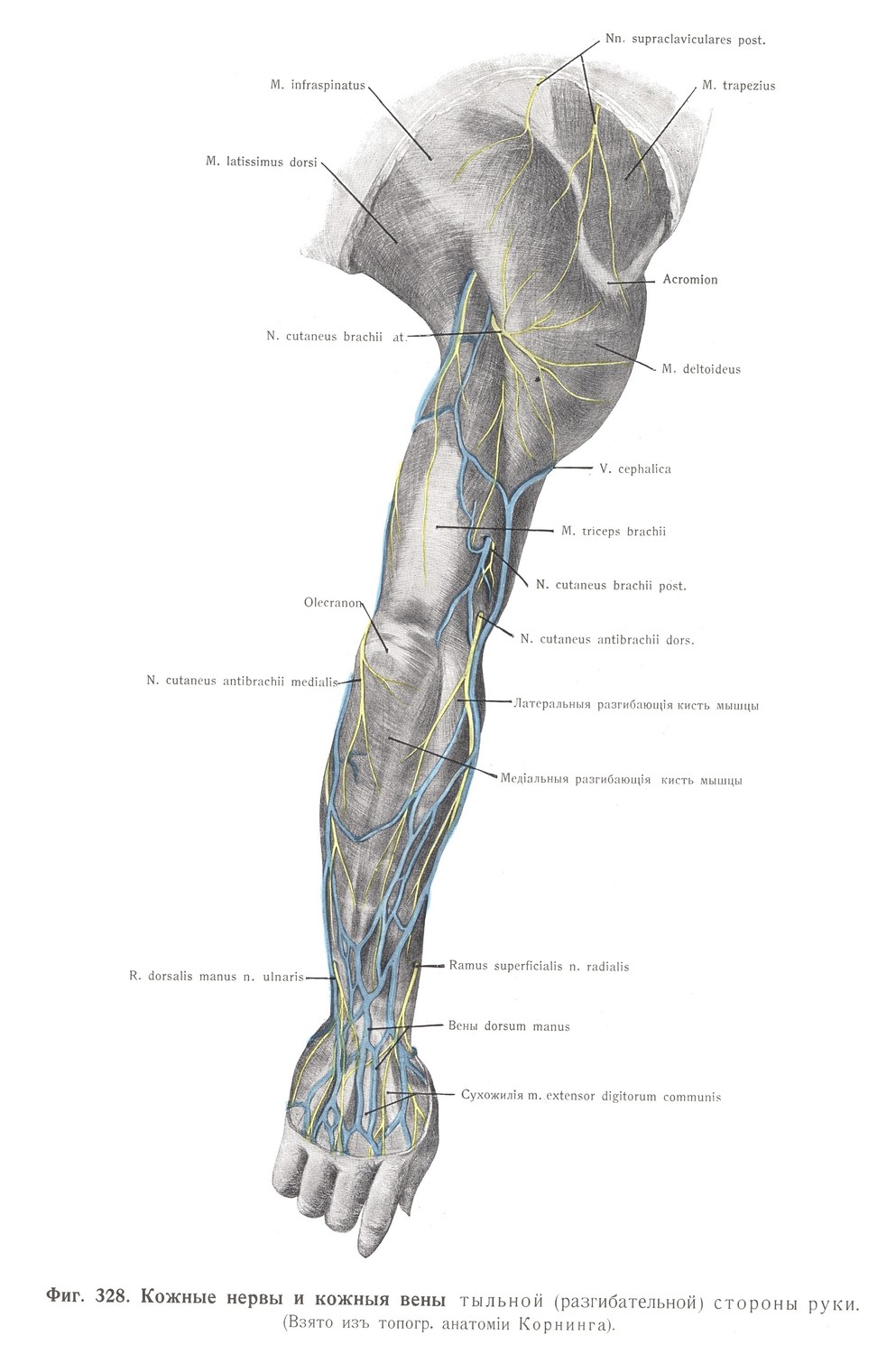 Кожные нервы и кожные вены тыльной (разгибательной) стороны руки