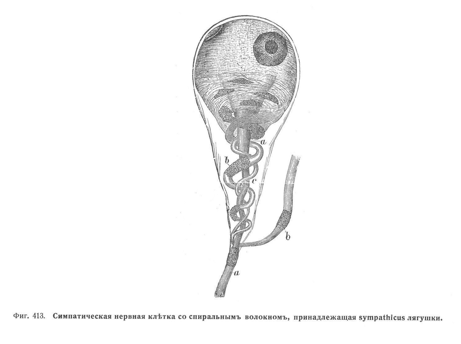 Симпатическая нервная клѣтка со спиральнымъ волокномъ, принадлежащая sympathicus лягушки