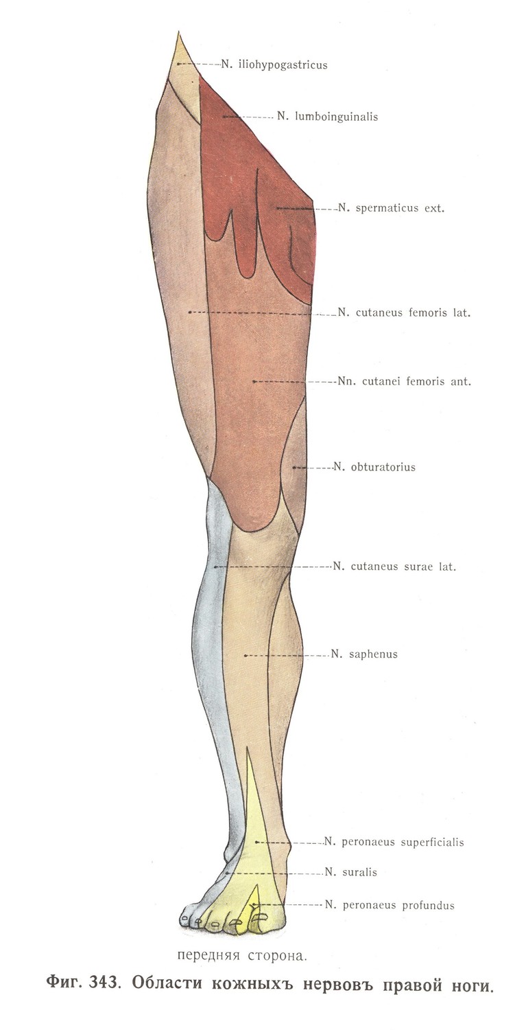 Область кожных нервов правой ноги, передняя часть