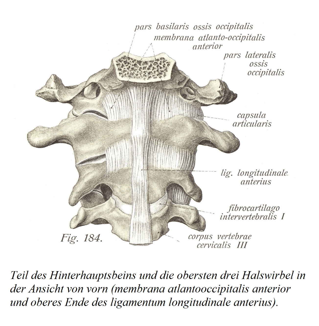 Часть затылочной кости и верхние три шейных позвонка в виде спереди (membrana atlantooccipitalis anterior и верхний конец ligamentum продольной передней).
