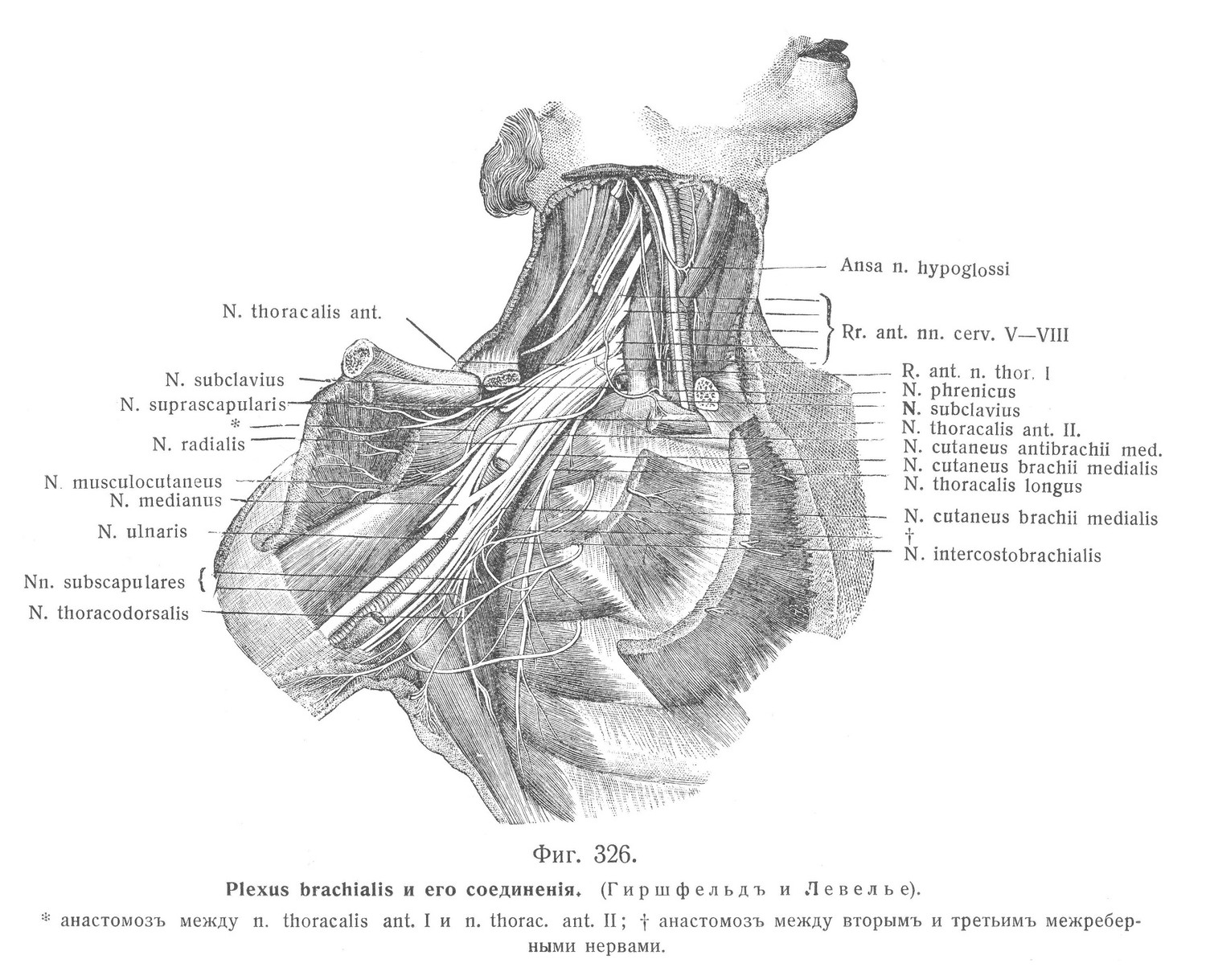 Plexus brachialis и его соединенія. 