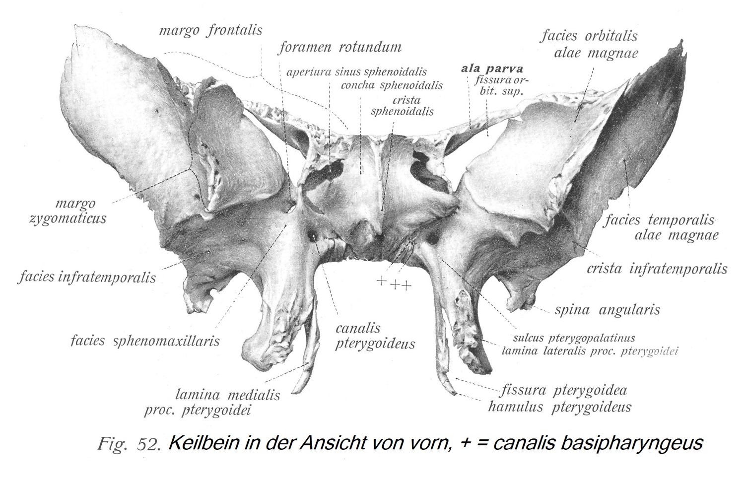 Клиновидная кость спереди, + = canalis basipharyngeus