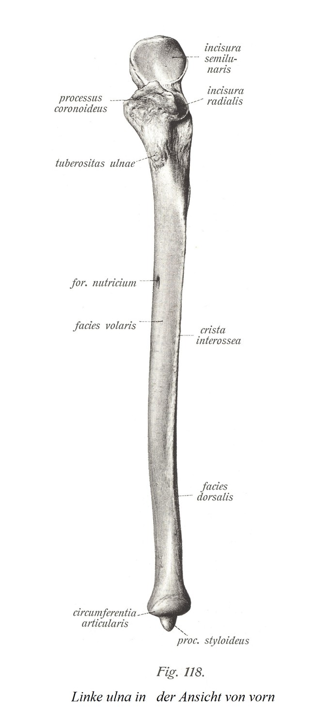 Левая локтевая кость спереди