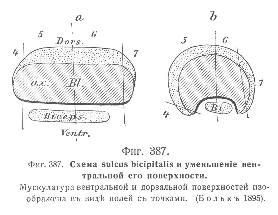 Схема sulcus bicipitalis и уменьшеніе вентральной его поверхности.