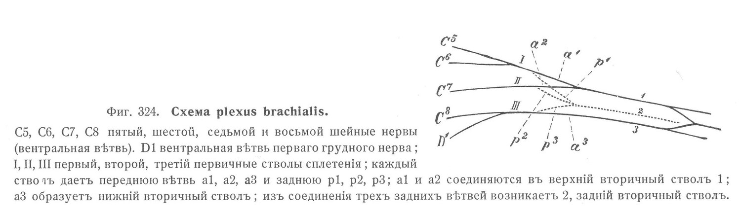 Схема plexus brachialis