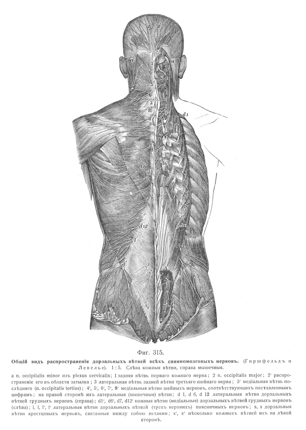 Общий вид распространения дорзальных ветвей всех спинномозговых нервов