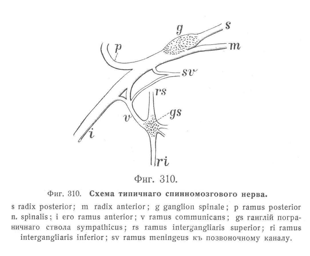 Схема типичнаго спинномозгового нерва.