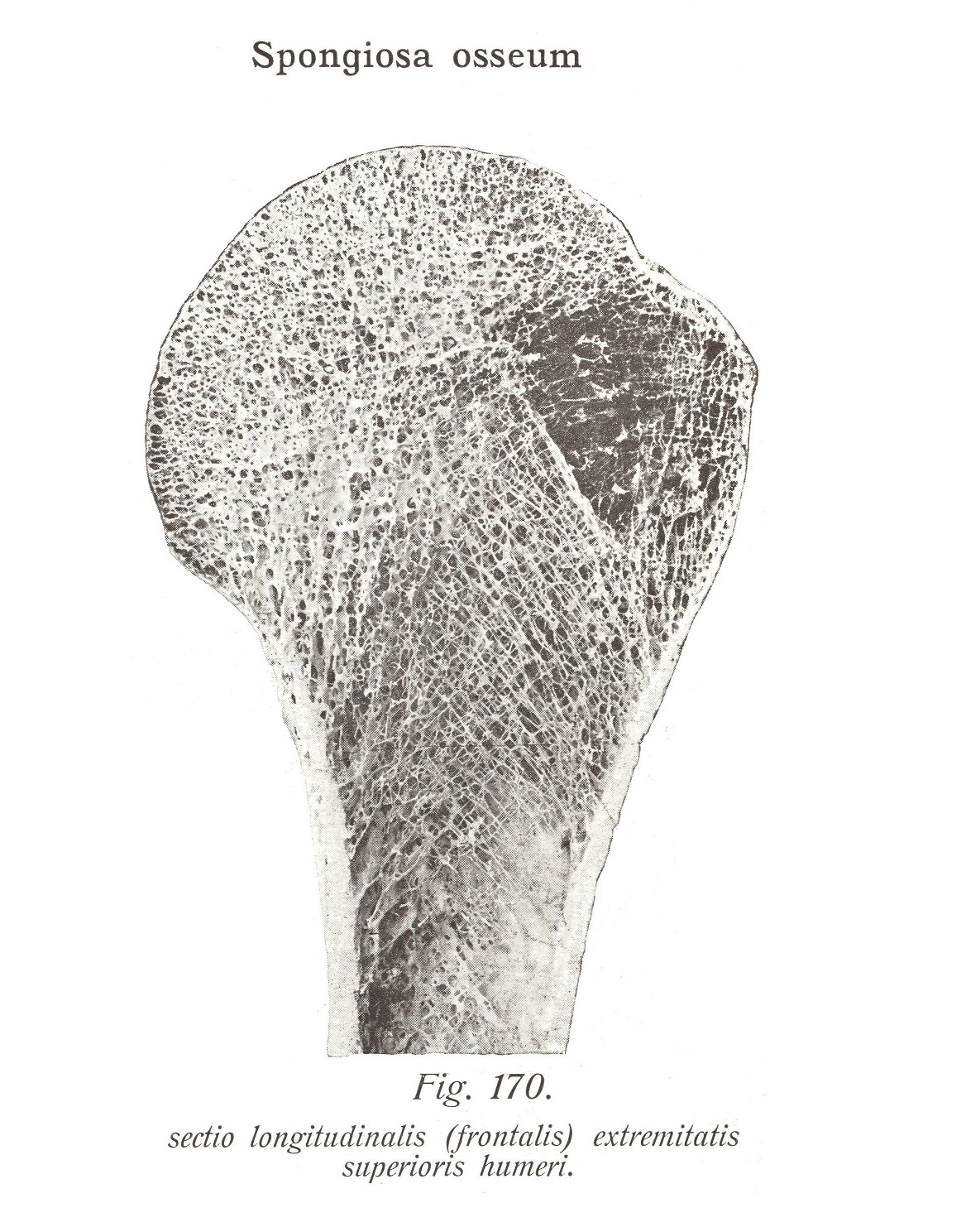 Губчатая кость, продольный срез (фронтальный) конечности верхнее плечо