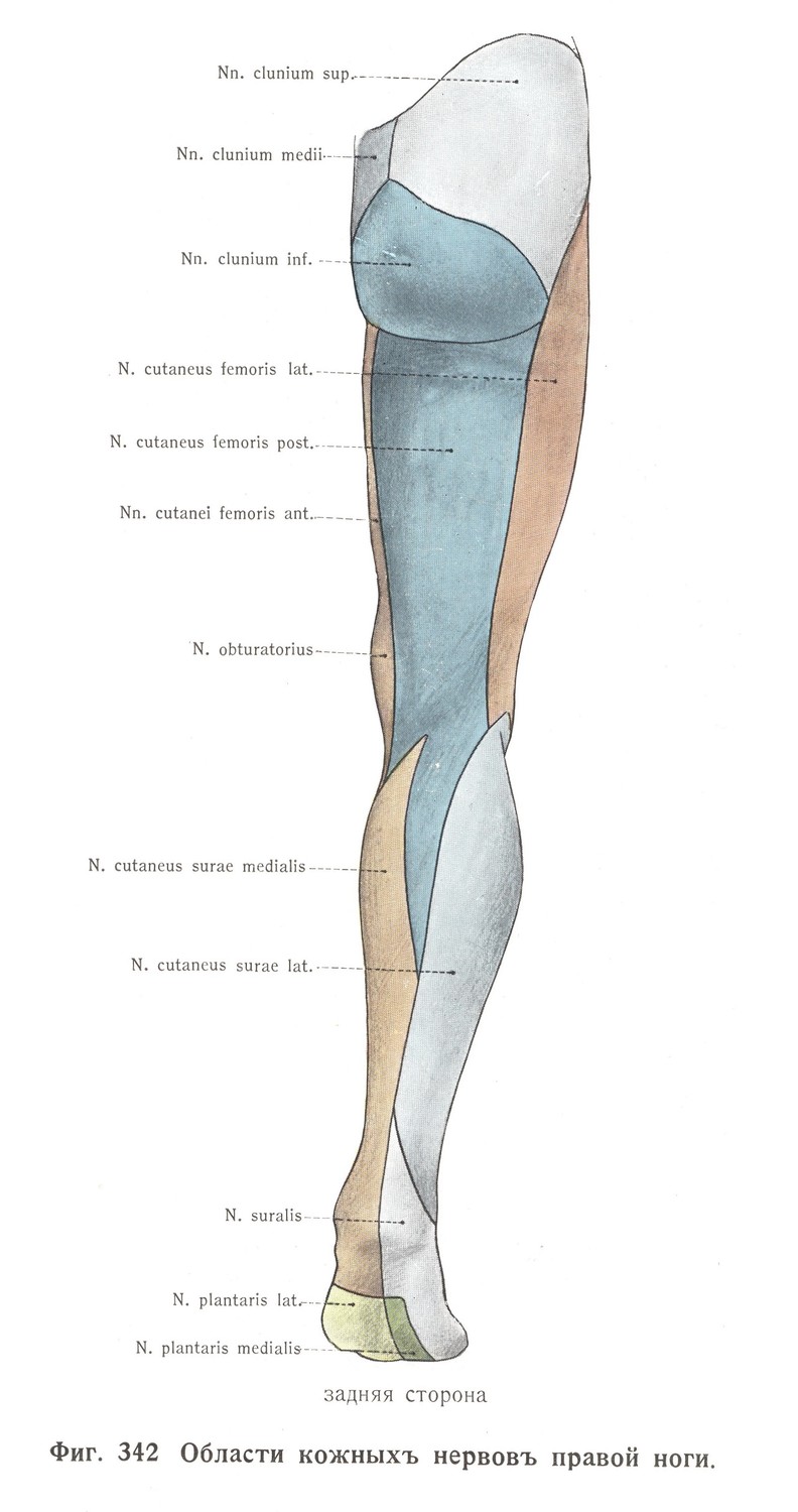 Область кожных нервов правой ноги, задняя часть