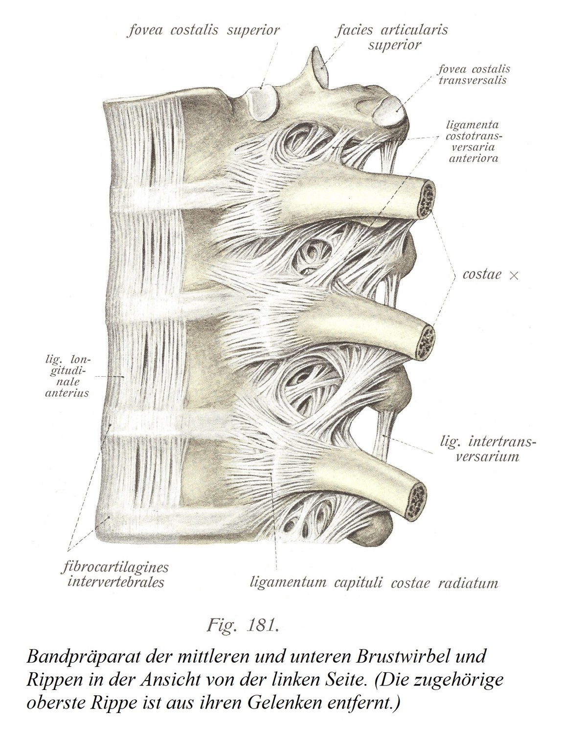  Связочный препарат средне- и нижнегрудных позвонков и ребер, вид слева. (Соответствующее верхнее ребро удаляется из суставов.)