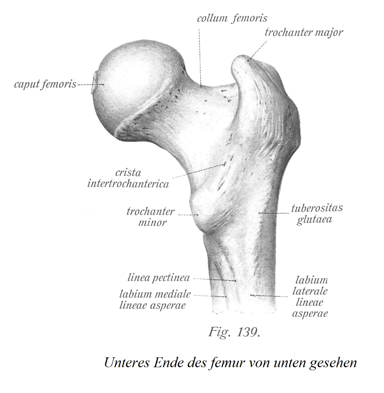 Нижний конец бедренной кости, вид снизу
