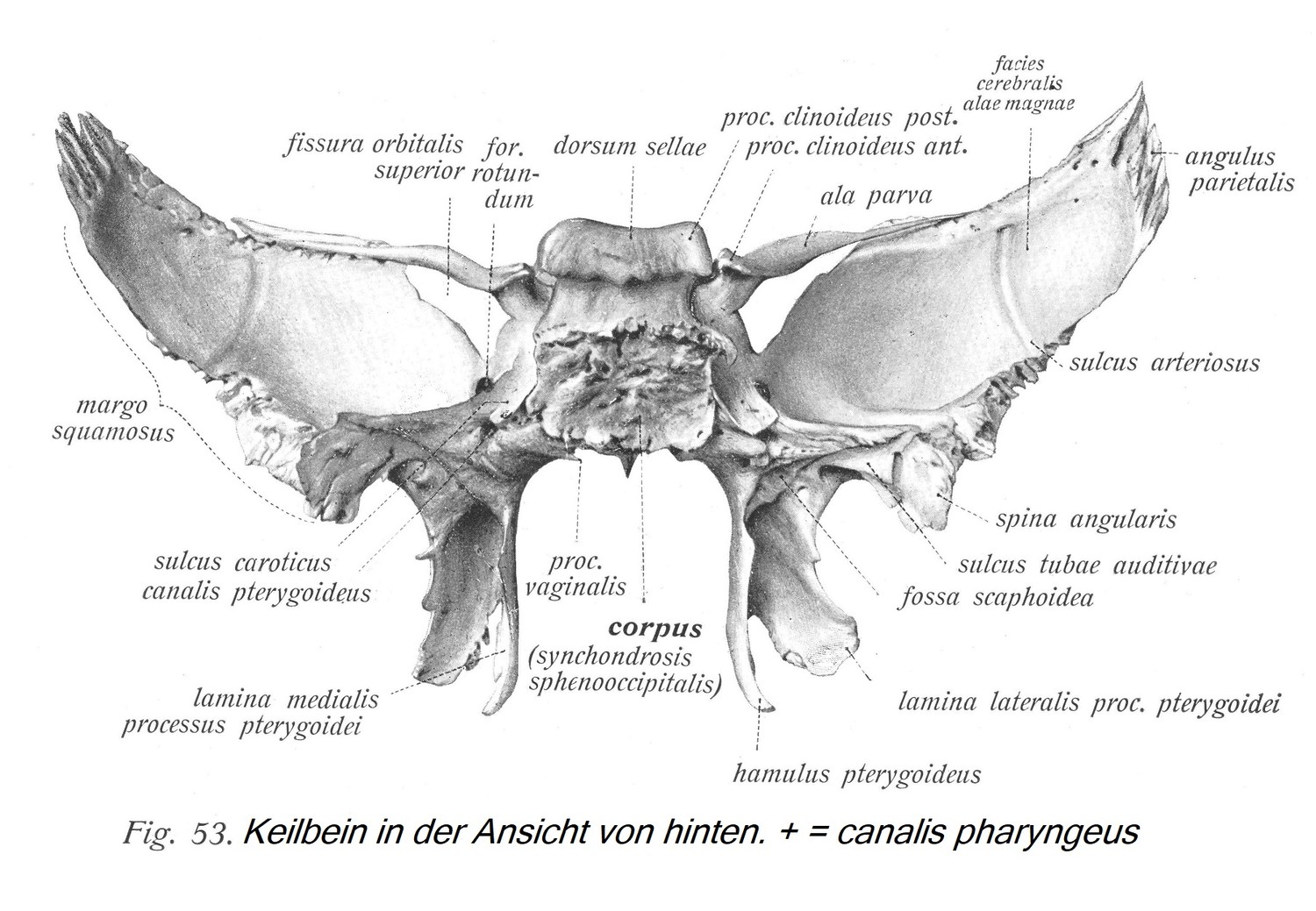 Клиновидная кость, вид сзади. + = canalis pharyngeus