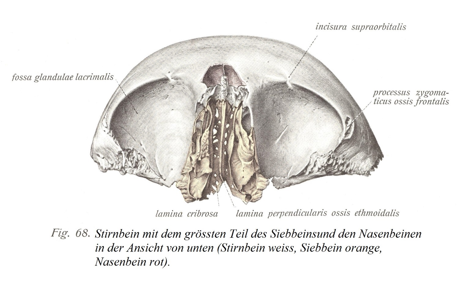 Лобная кость с большей частью решетчатой ​​и носовой костей, вид снизу (лобная кость белая, решетчатая кость оранжевая, носовая кость красная).