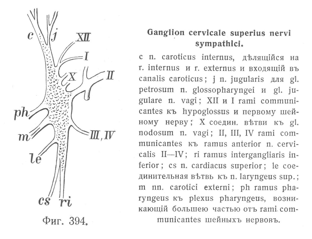 Ganglion cervicale superius nervi sympathici.