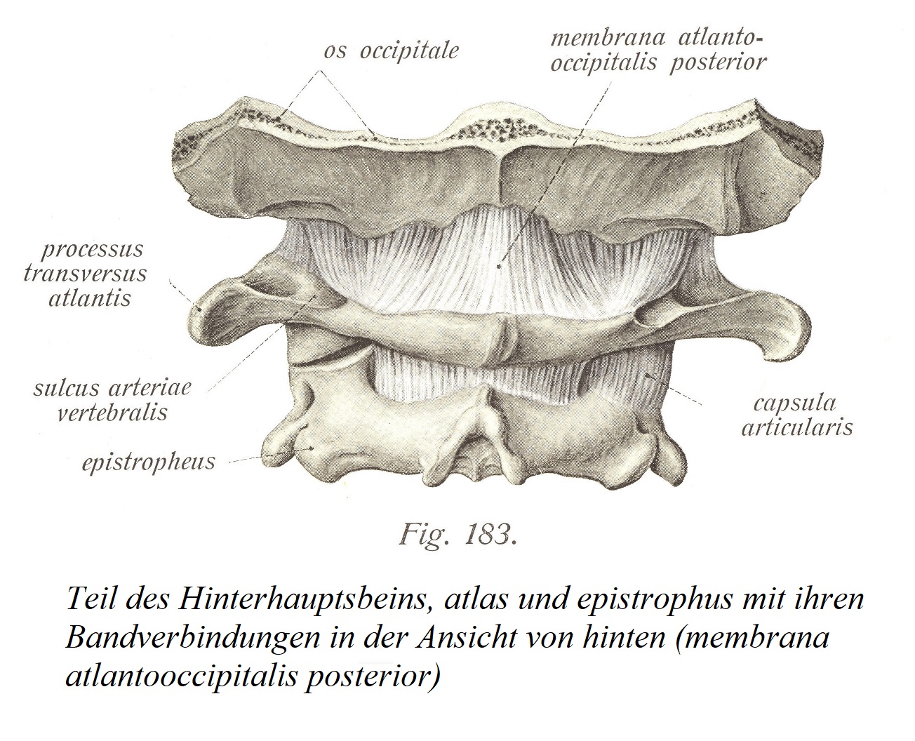 Часть затылочной кости, атлант и эпистроф с их связочными связями при виде сзади (membrana atlantooccipitalis posterior)