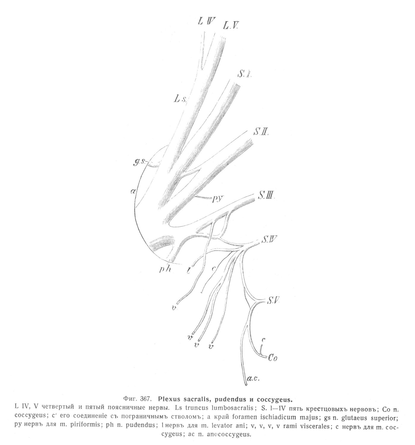 Plexus sacralis, pudendus и coccygeus