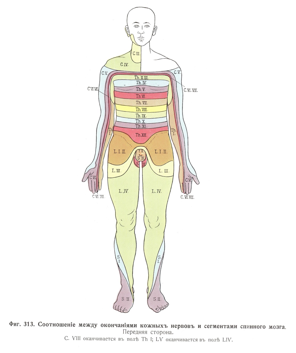 Соотношение окончания кожных нервов и сегментов спинного мозга, передняя сторона